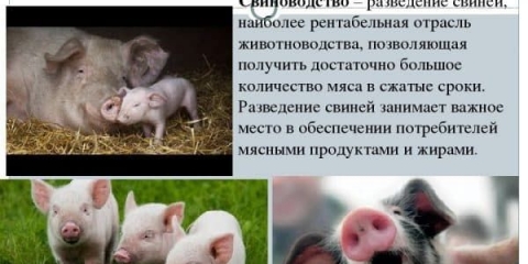 Sve o svinjogojstvu – ključnoj grani poljoprivrede